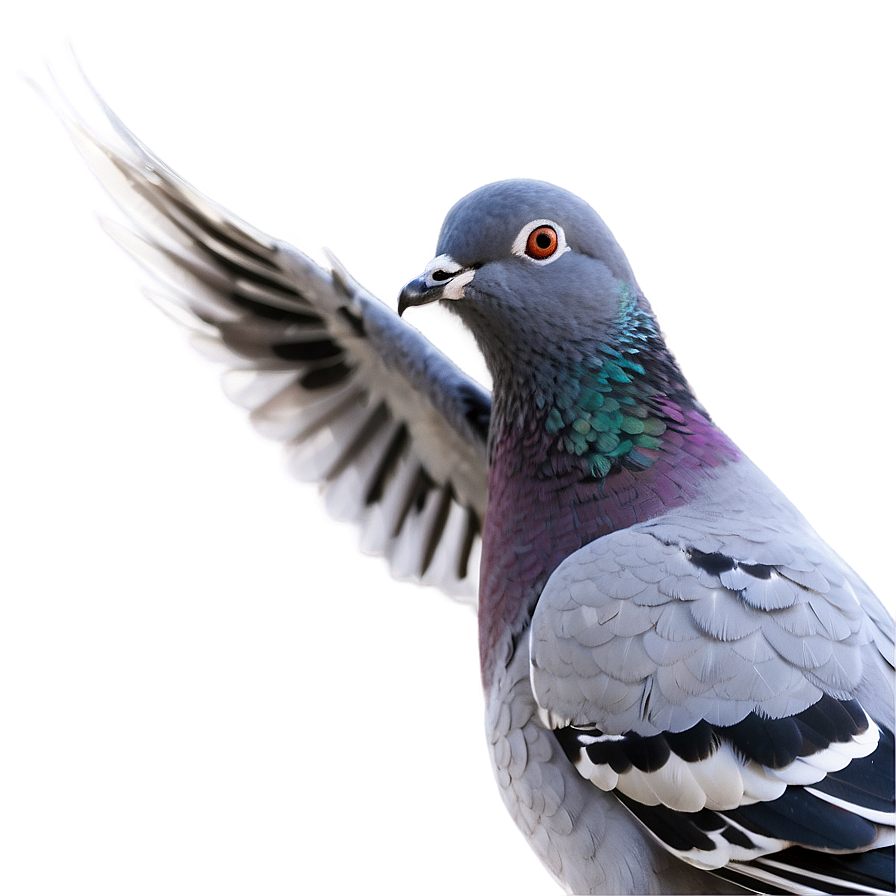 Pigeon Landing Png Bee PNG Image