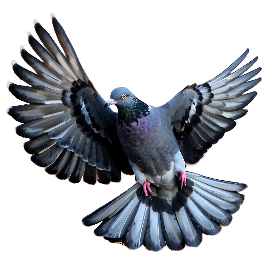 Pigeon PNG Images - Page 5 [300+] - SubPNG.com