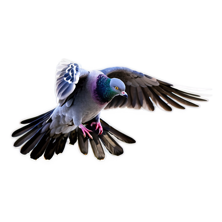 Pigeon Landing Png Vya PNG Image