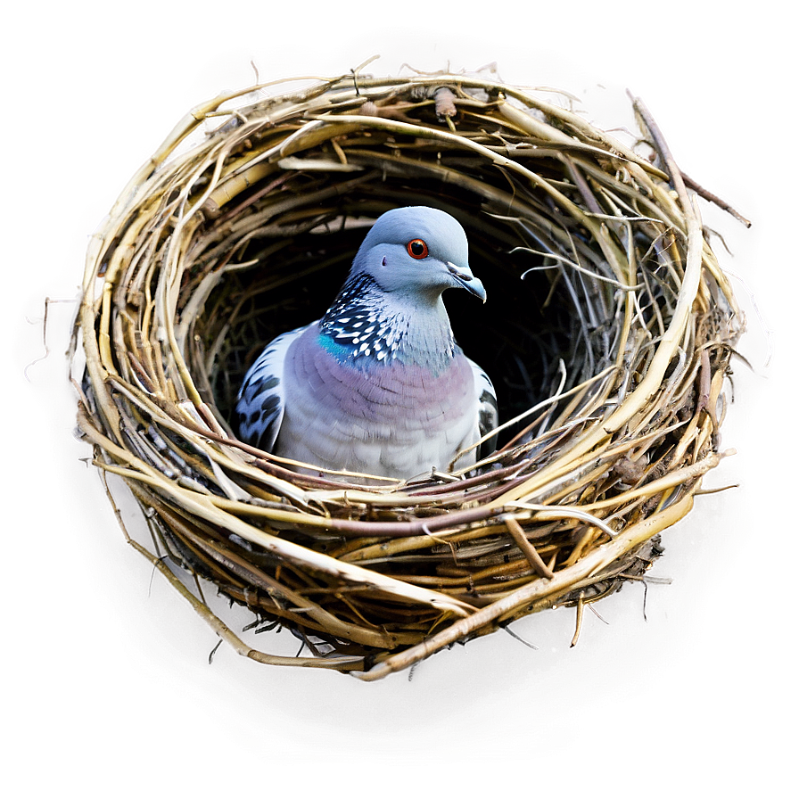 Pigeon Nest Png 9 PNG Image