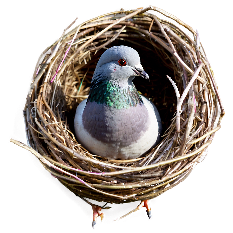 Pigeon Nest Png Fxh77 PNG Image