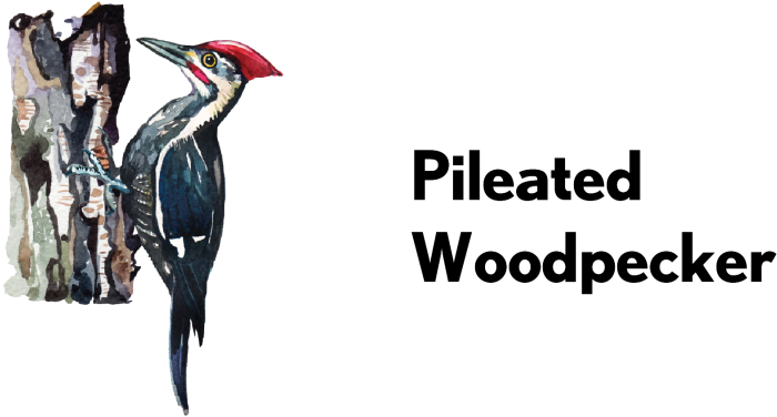 Pileated Woodpecker On Tree PNG Image