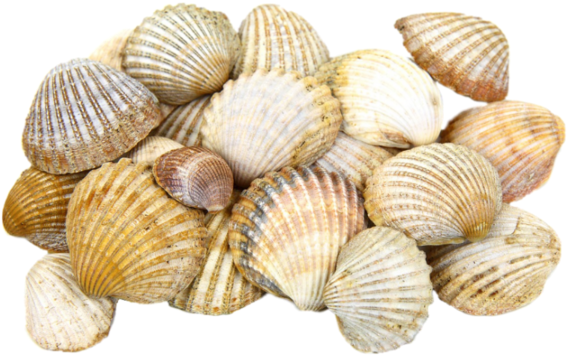 Pileof Clam Shells PNG Image