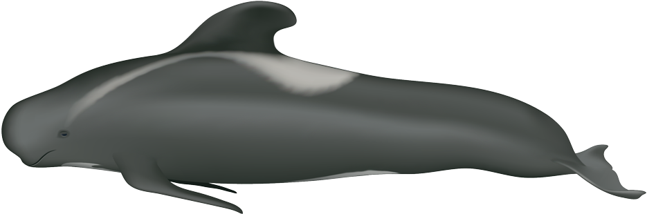 Pilot Whale Illustration PNG Image