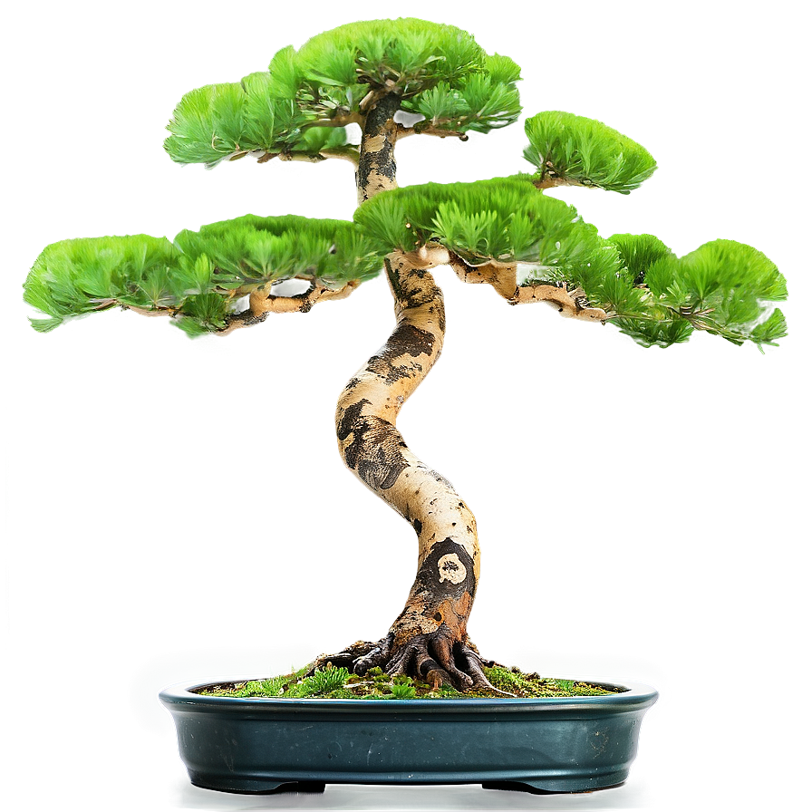 Pine Bonsai Tree Png 06202024 PNG Image