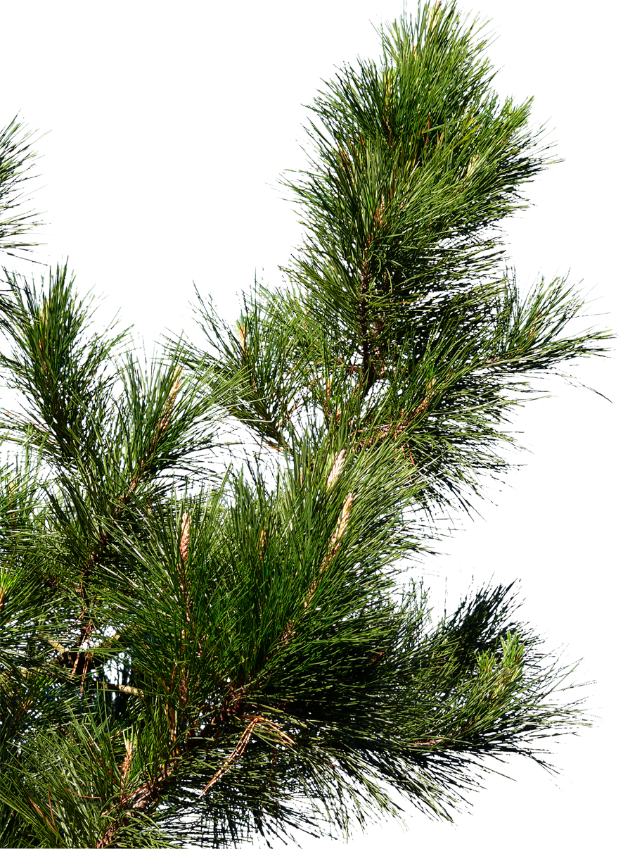 Pine Branch Detail PNG Image