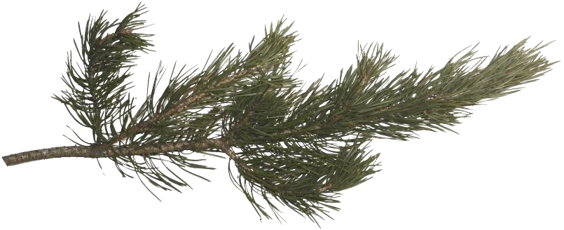 Pine Branch Isolated.png PNG Image