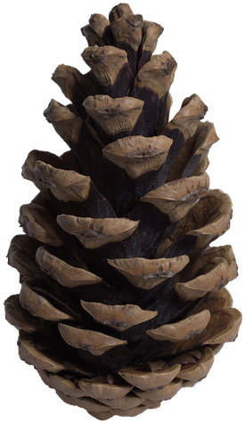 Pine Cone_ Closeup_ Texture PNG Image