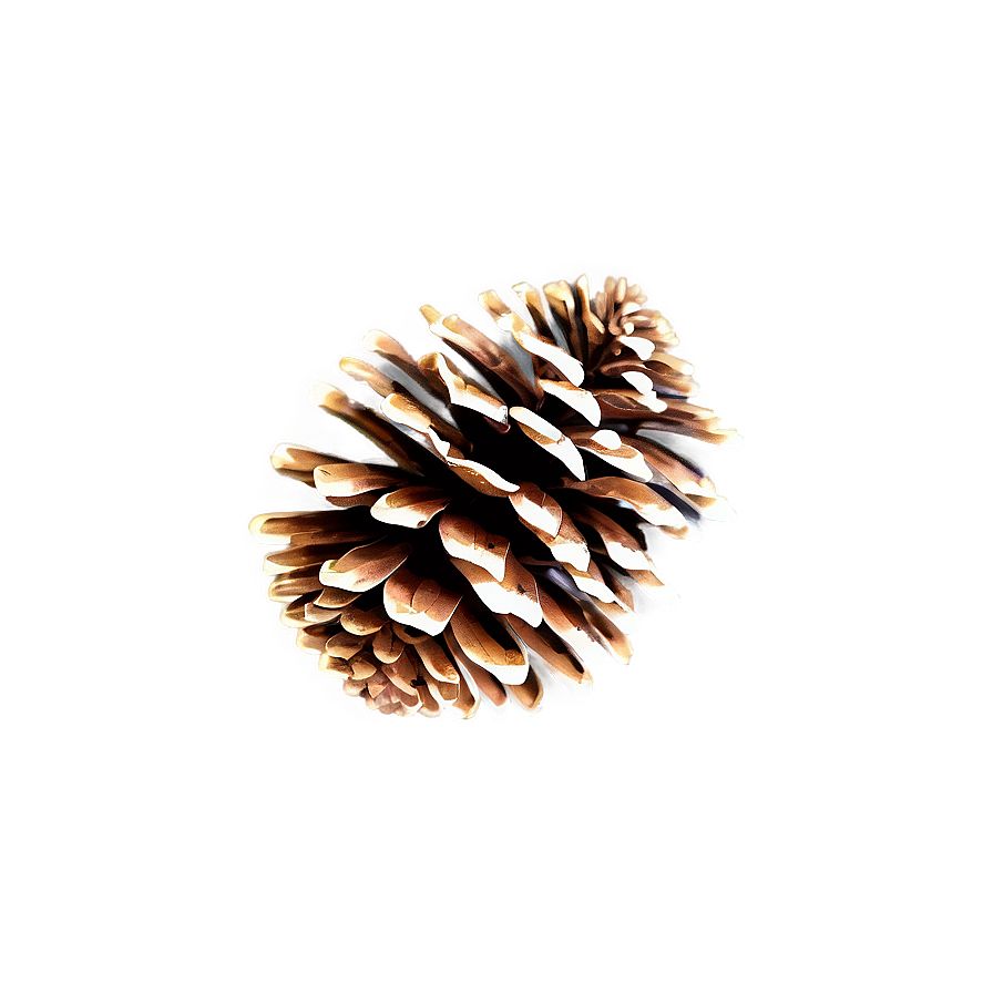 Pine Cone Outline Png 06202024 PNG Image