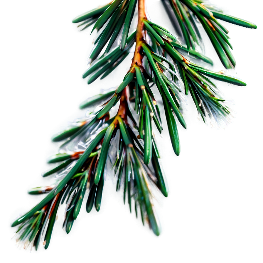 Pine Needle Close-up Png Wfr PNG Image