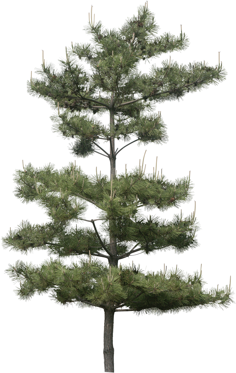 Pine Tree Isolatedon Transparent Background.png PNG Image