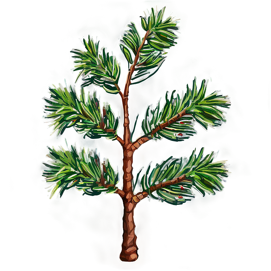 Pine Tree Sapling Png 06132024 PNG Image