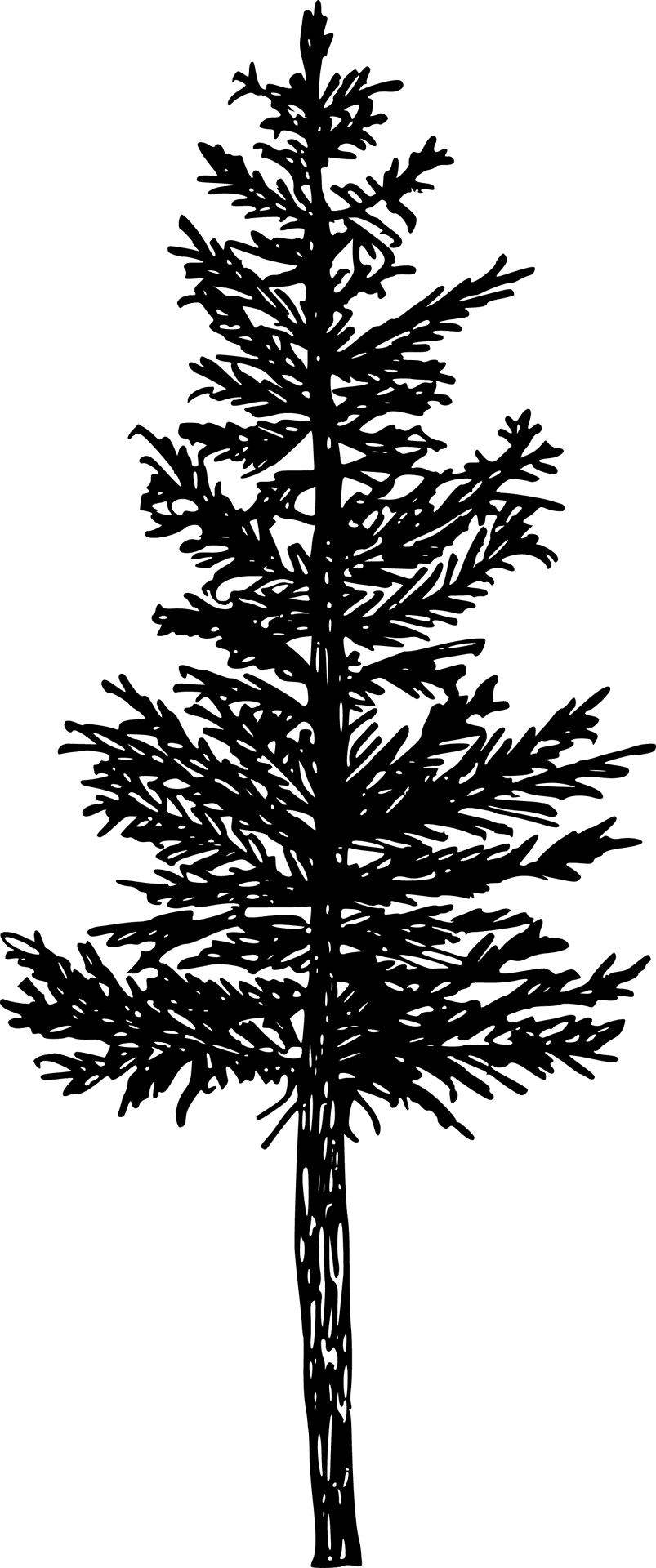 Pine Tree Silhouette Graphic PNG Image