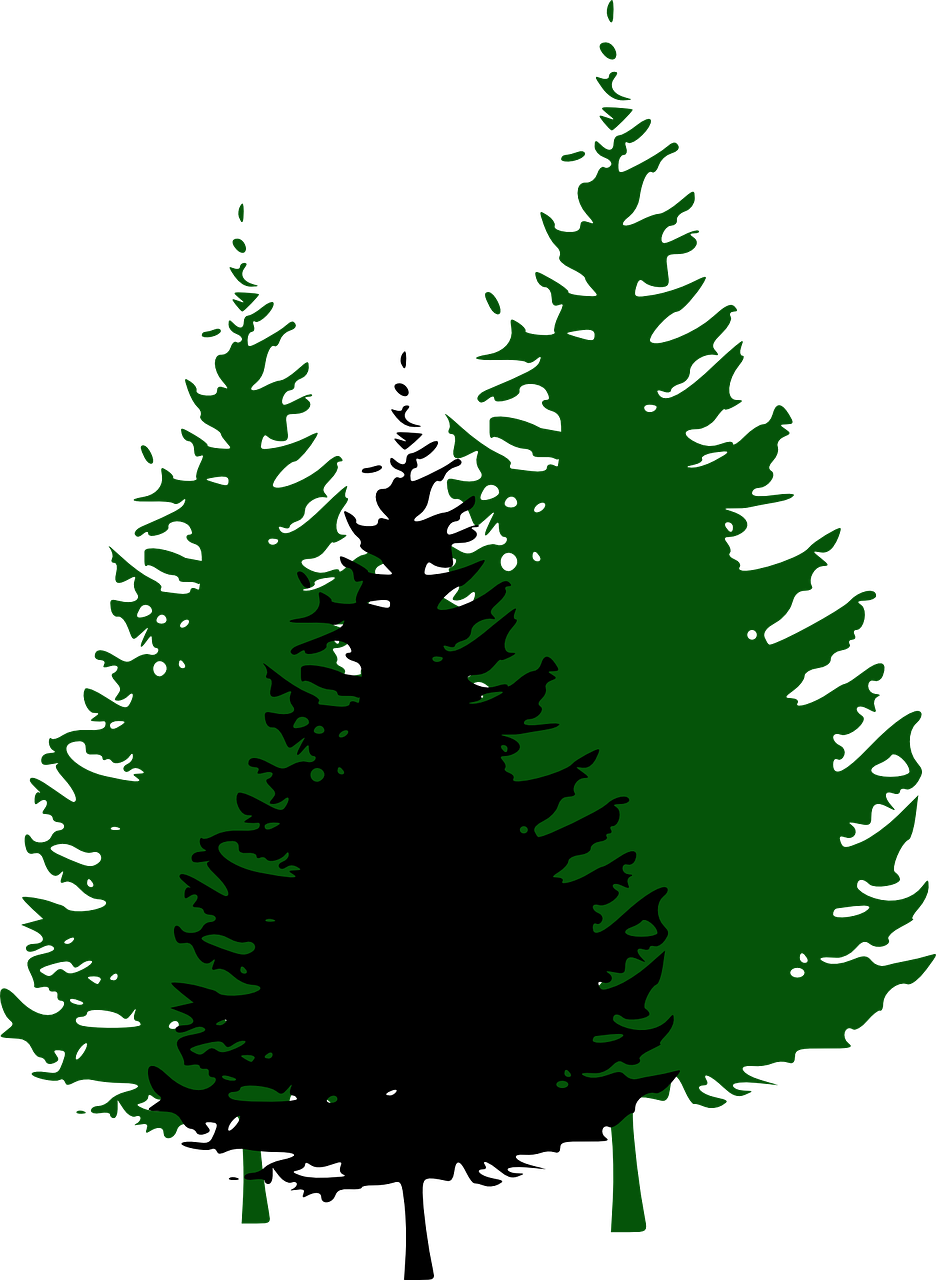 Pine_ Tree_ Silhouette_ Vector PNG Image