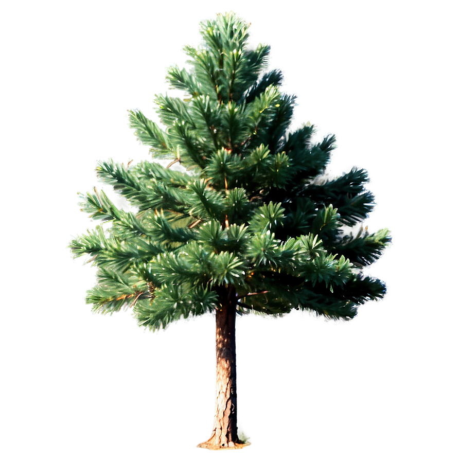 Pine Trees In Spring Png Kvh PNG Image