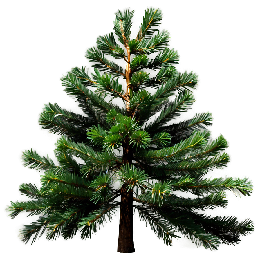 Pine Trees In Spring Png Rec37 PNG Image