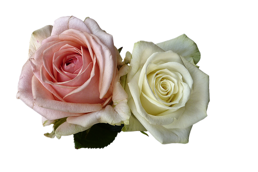 Pink_and_ White_ Roses_ Black_ Background.jpg PNG Image