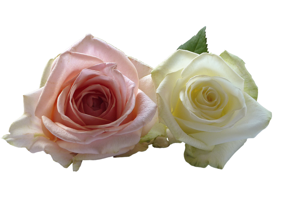 Pink_and_ White_ Roses_ Transparent_ Background.png PNG Image