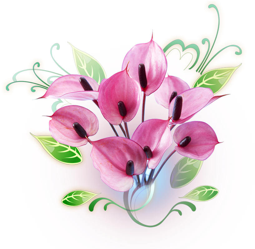 Pink Anthurium Floral Clipart PNG Image