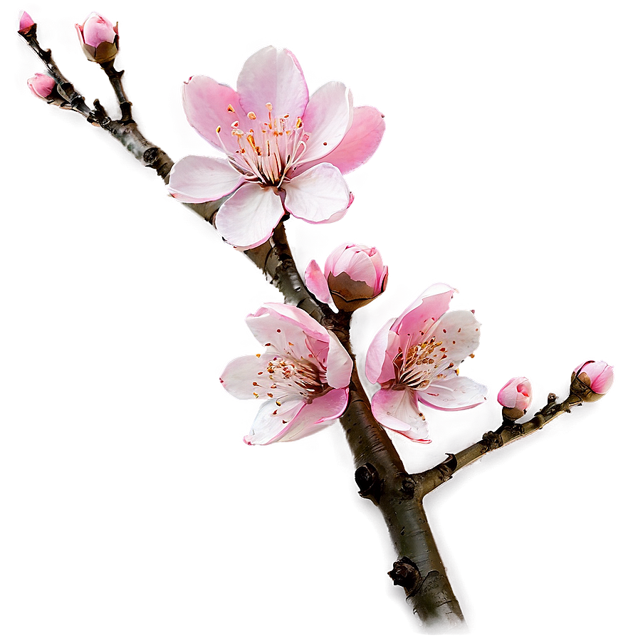 Pink Blossom Branch Png 47 PNG Image