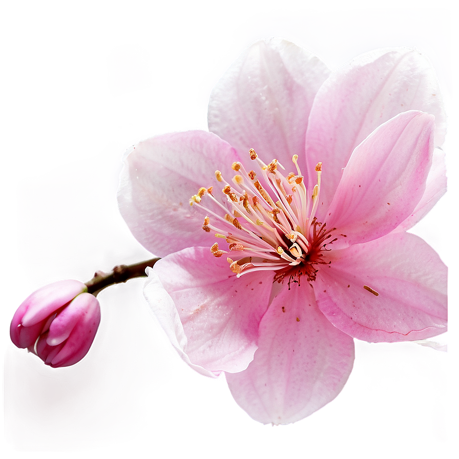 Pink Blossom Png 18 PNG Image