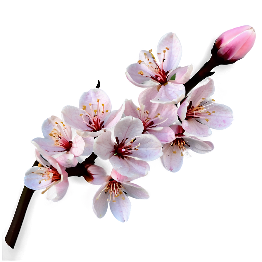 Pink Blossoms Png 54 PNG Image