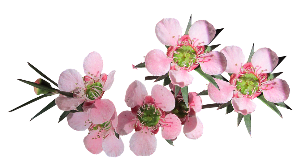 Pink Blossoms Transparent Background PNG Image