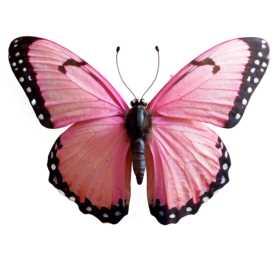 Pink Butterfly In Natural Light Png 06212024 PNG Image