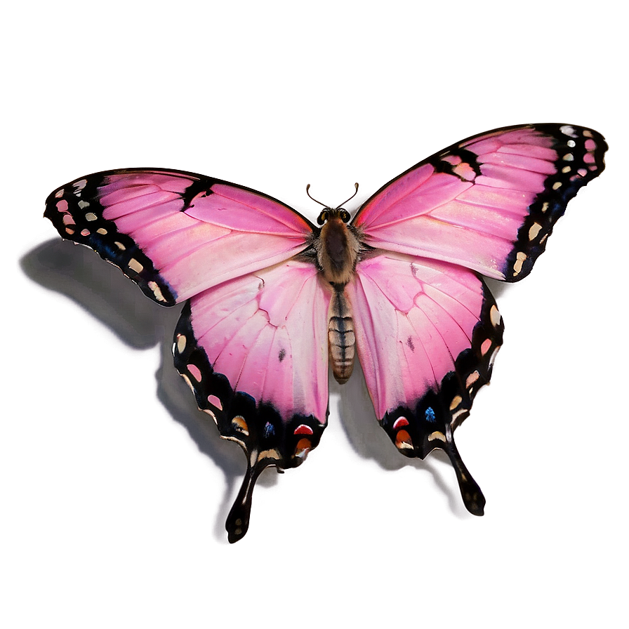 Pink Butterfly In Natural Light Png 06212024 PNG Image