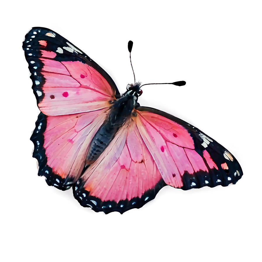 Pink Butterfly In Wild Png 24 PNG Image