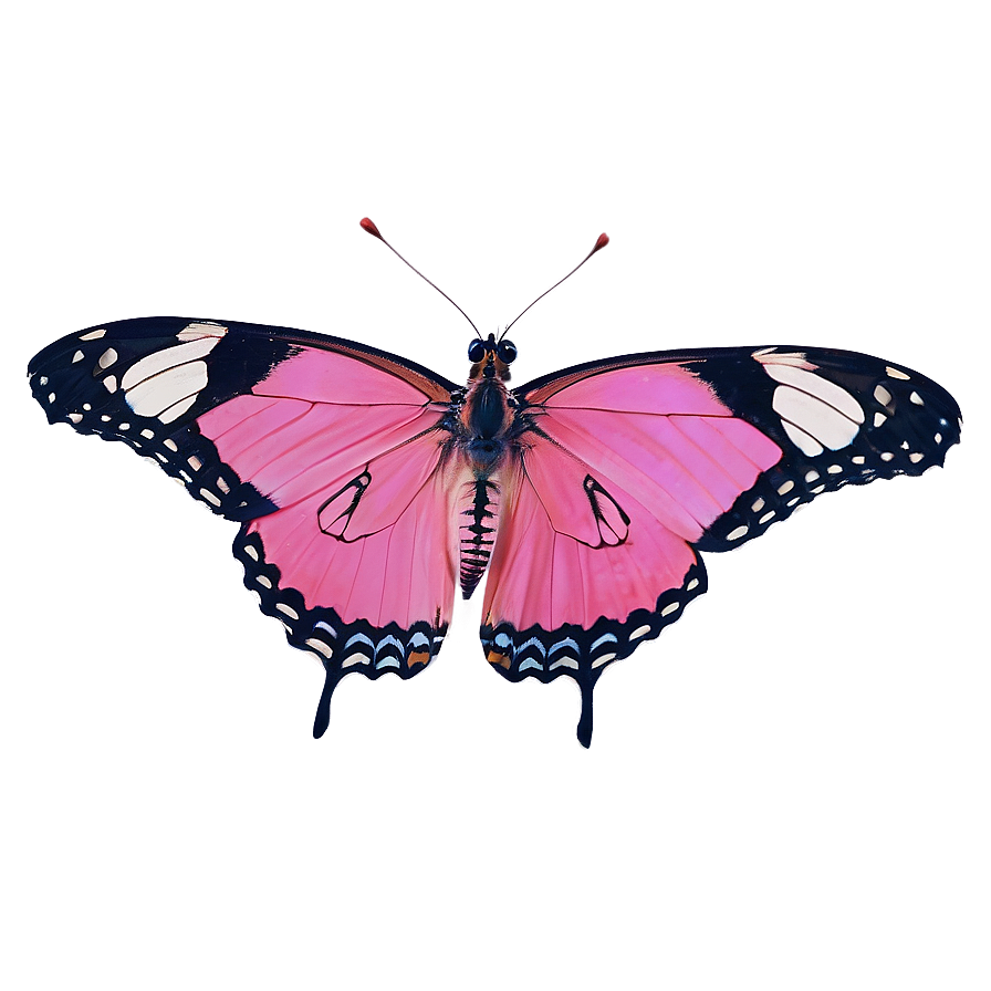 Pink Butterfly In Wild Png 92 PNG Image