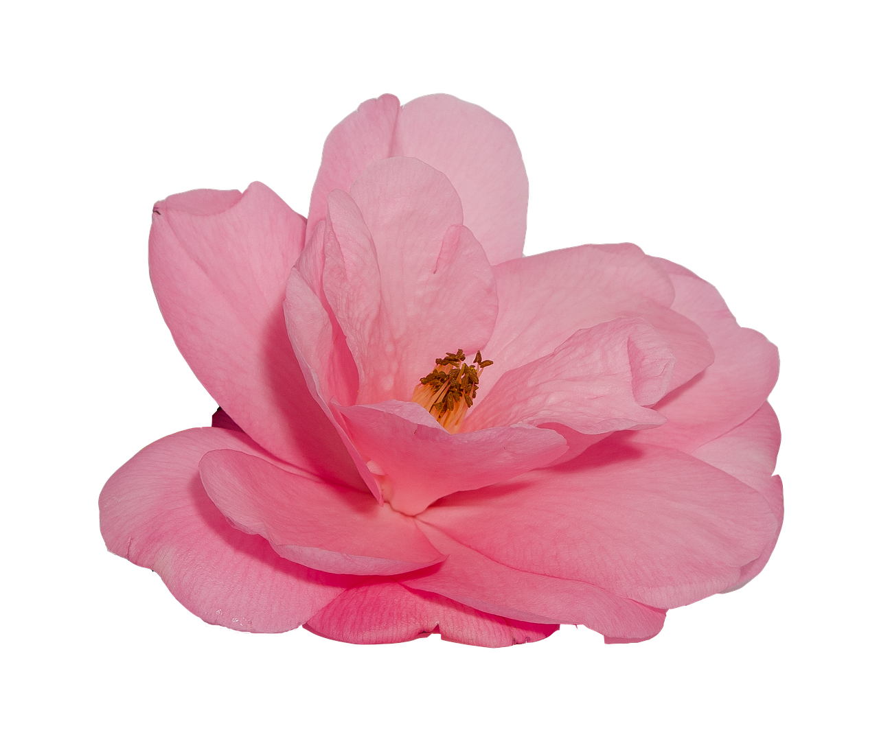 Pink Camellia Black Background PNG Image