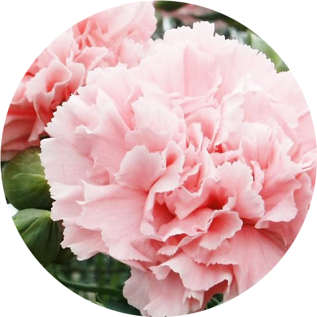 Pink Carnation Closeup PNG Image