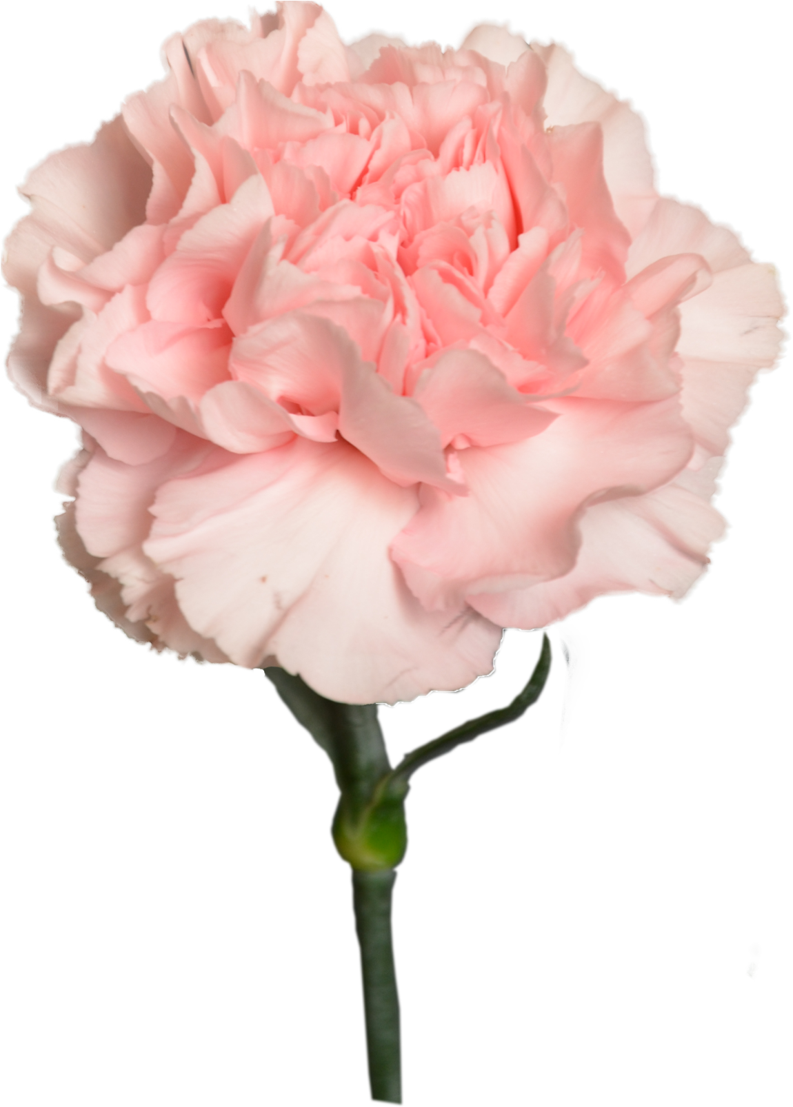 Pink Carnation Flower Bloom PNG Image