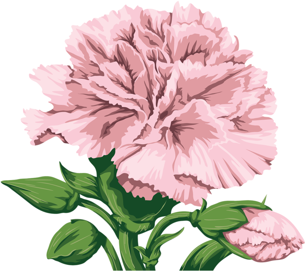 Pink Carnation Flower Illustration PNG Image