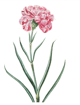 Pink Carnation Illustration PNG Image