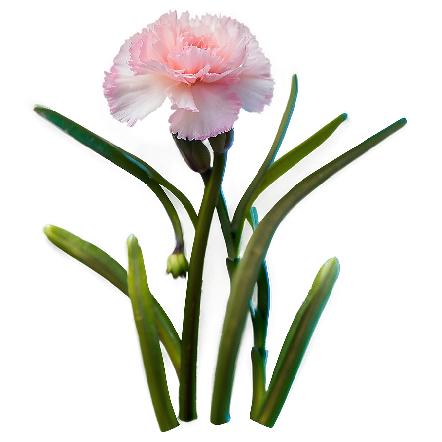 Pink Carnation Png 23 PNG Image