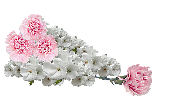 Pink_ Carnations_and_ White_ Flowers_ Arrangement PNG Image