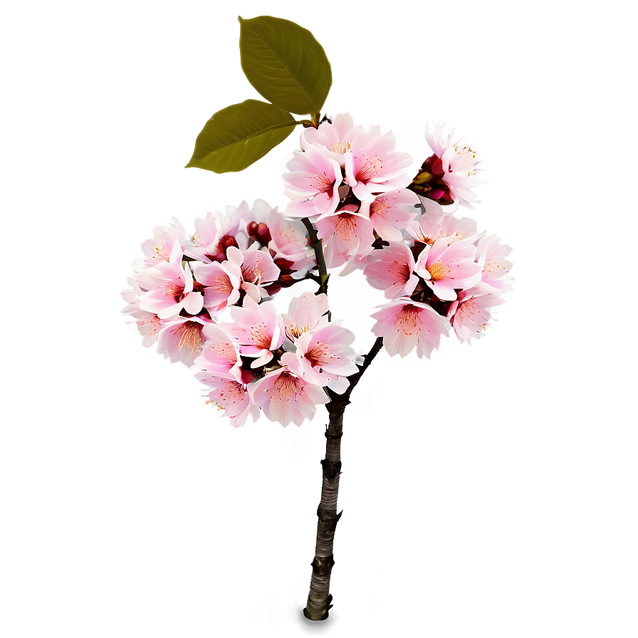 Pink Cherry Tree Png 06212024 PNG Image