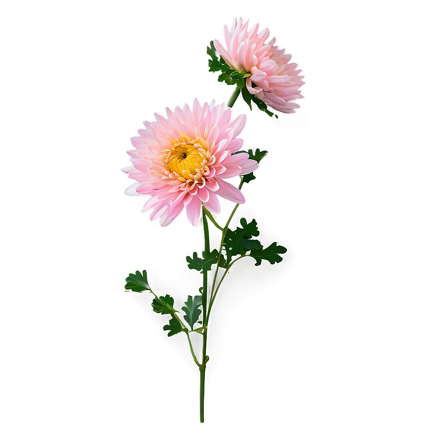 Pink Chrysanthemum Blossom Png 06112024 PNG Image