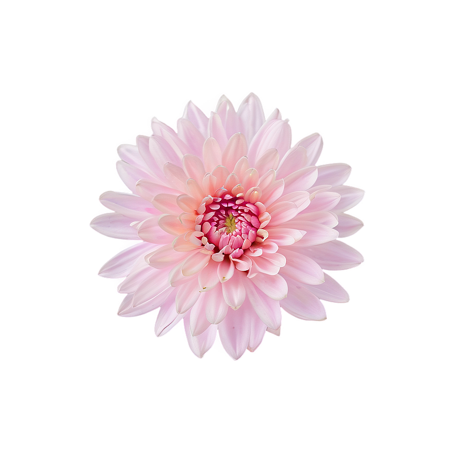 Pink Chrysanthemum Blossom Png Kvg PNG Image