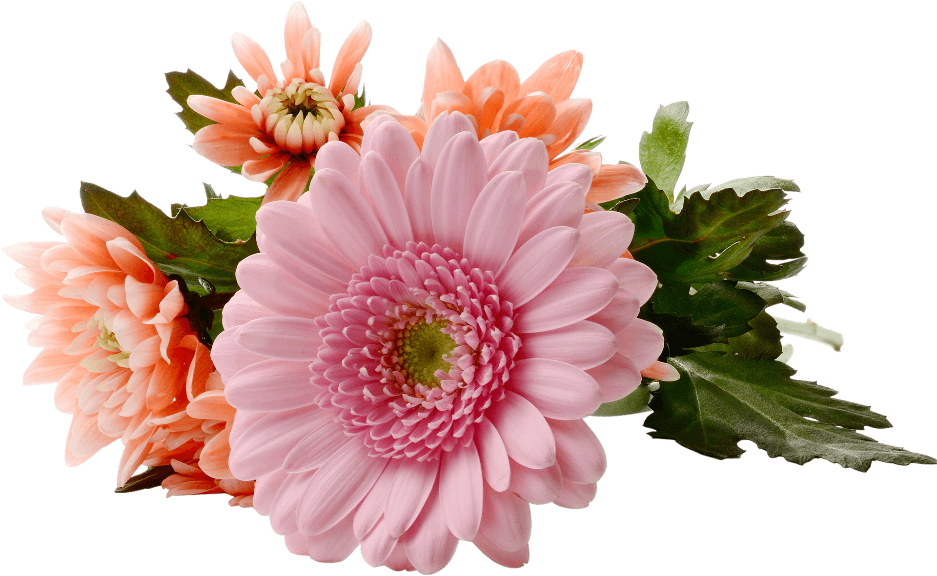 Pink Chrysanthemum Bouquet Transparent Background PNG Image