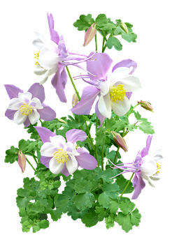 Pink_ Columbine_ Flowers_ Against_ Black_ Background PNG Image