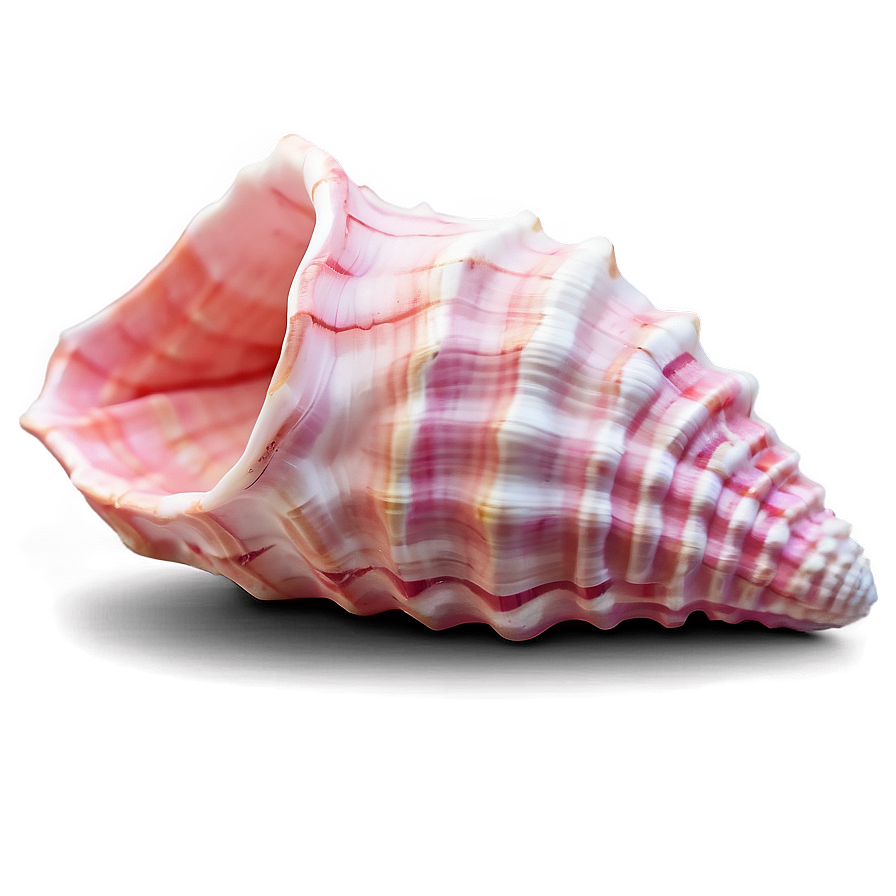 Pink Conch Shell Illustration Png Dif69 PNG Image