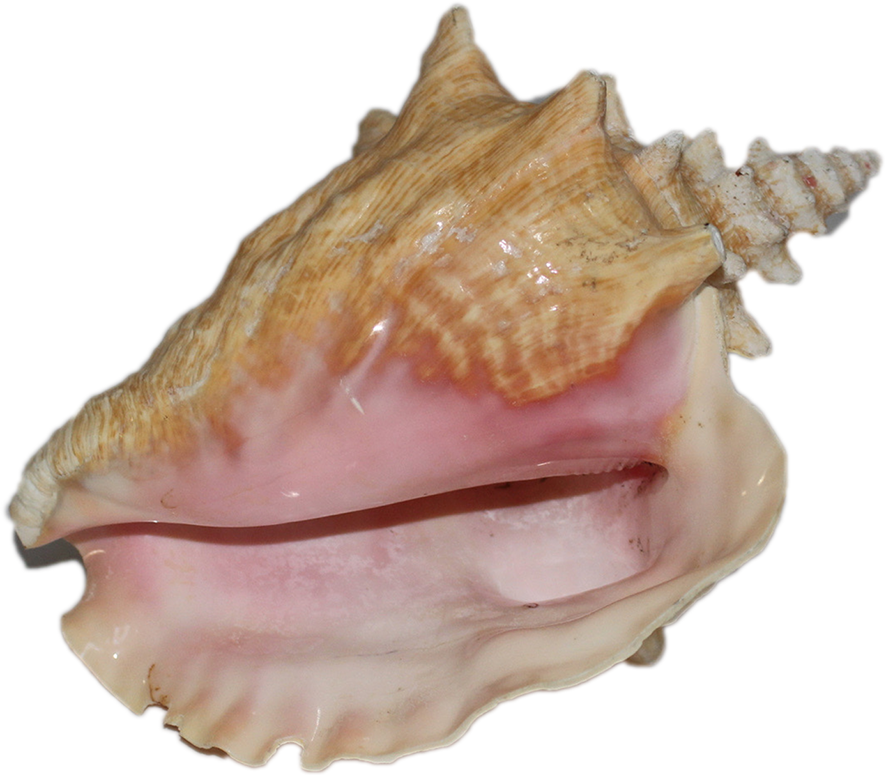 Pink Conch Shell Side View PNG Image