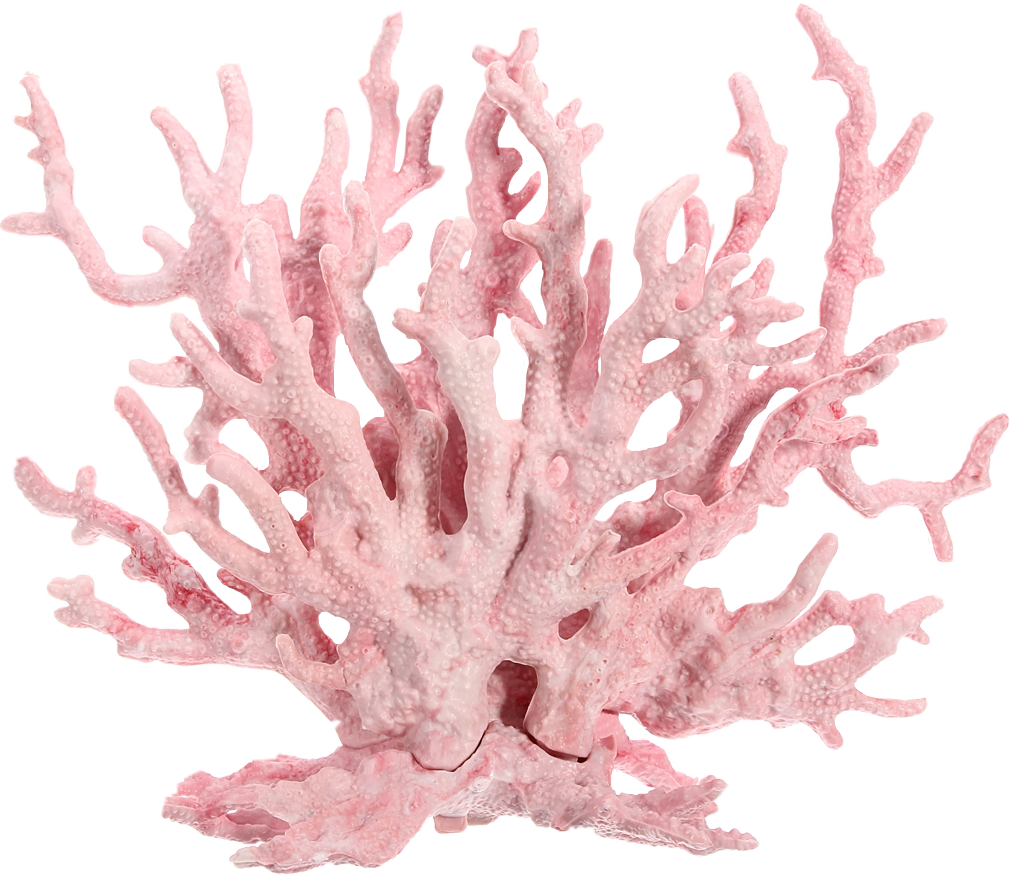 Pink Coral Specimen PNG Image