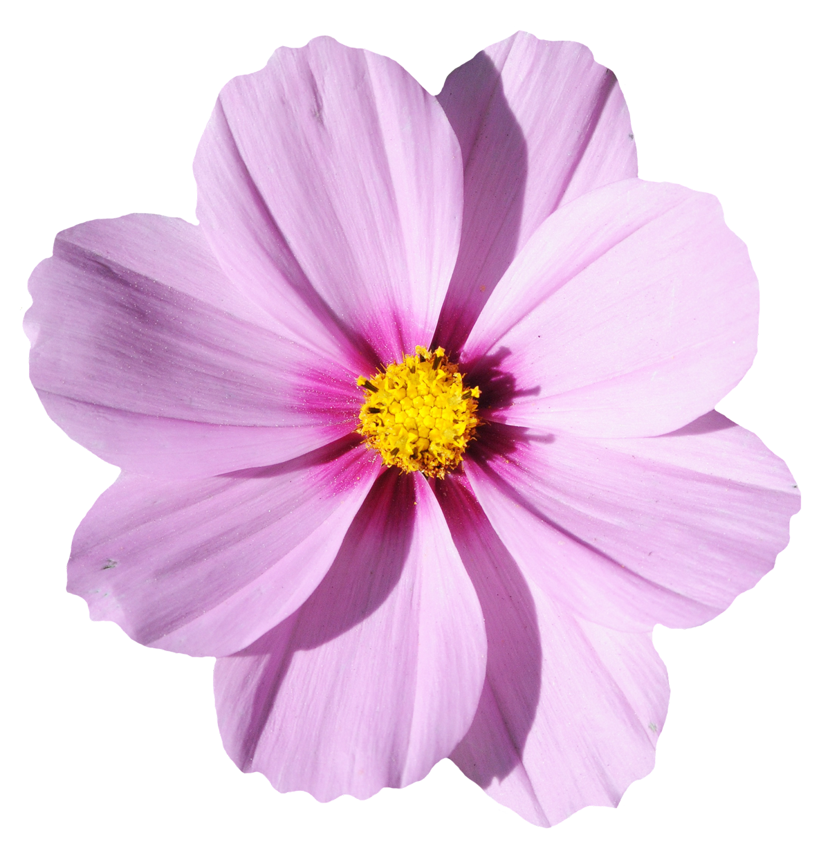 Pink Cosmos Flower Isolated PNG Image