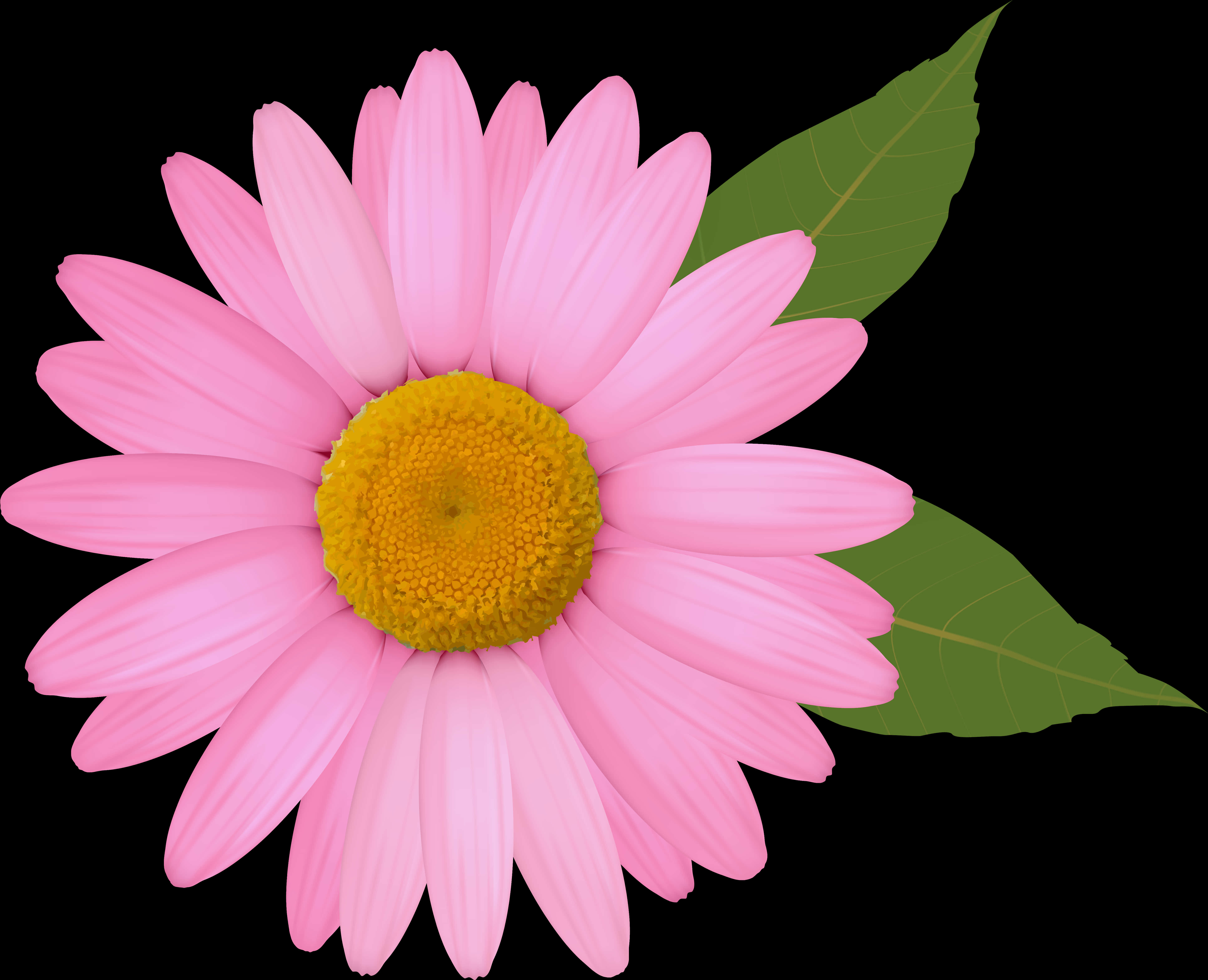 Pink Daisy Black Background PNG Image