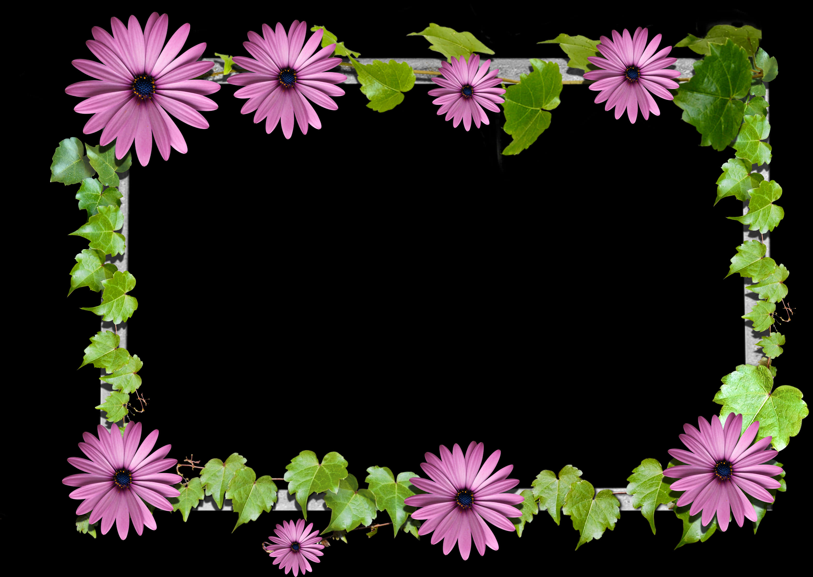 Pink Daisy Flower Frameon Black Background PNG Image