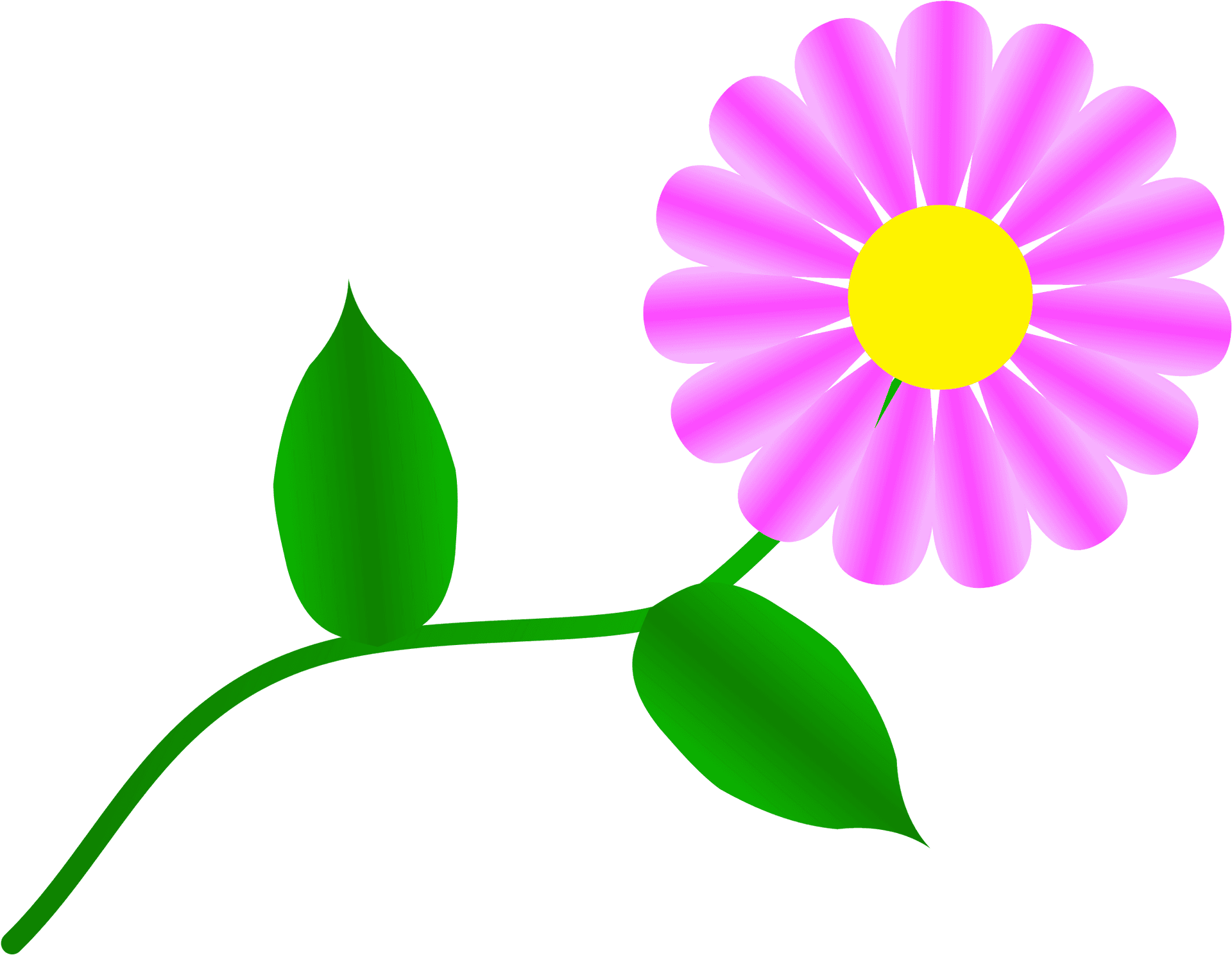 Pink Daisy Vector Illustration PNG Image